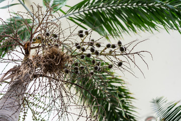 tree trunk and leaf of roystonea regia arecaceae caribian king palm