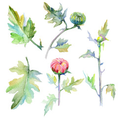Wildflower chrysanthemum flower in a watercolor style isolated. Full name of the plant: chrysanthemum, dahlia. Aquarelle wild flower for background, texture, wrapper pattern, frame or border.