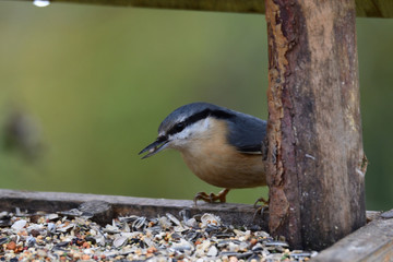Nuthatch  titmouse eats seeds in the fodder rack	