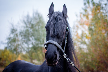 The Friesian mare is in the stables. Autumn entourage. Horse in the exterior and portraits.