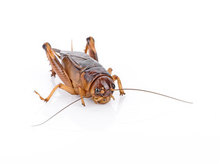 brown cricket in front of white background