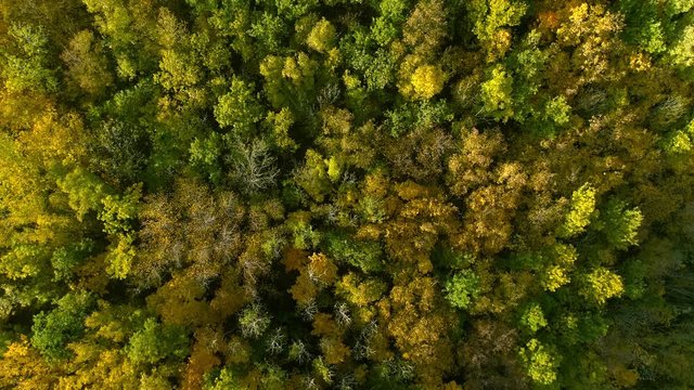 Autumn forest aerial photography. A drone flies over a forest and a mountain on a sunny day