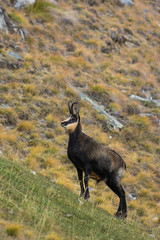 camoscio alpino (Rupicapra rupicapra) maschio - ritratto
