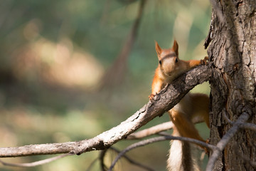 Squirrel on tree look to camera