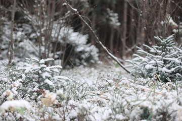 Winter forest. Landscape of winter forest on a sunny day. Snow-c