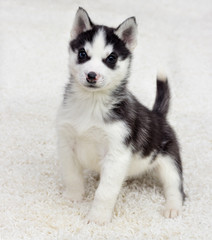 Husky puppy looks at a fluffy carpet