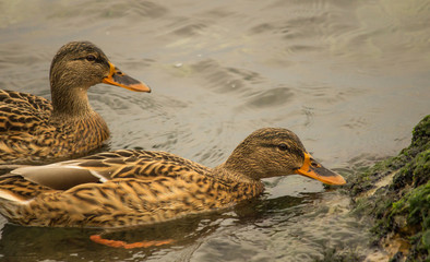 Wild ducks close-up