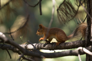 Squirrel on tree branch
