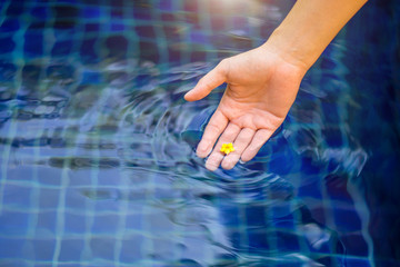 Female hand hold yellow small flower in swimming pool