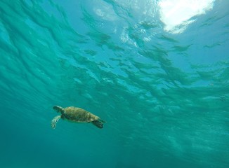 Obraz premium Turtley Awesome