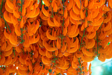 Orange flower of name Red Jade Vine or New Guinea Creeper or flowers.