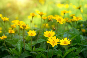 Yellow daisy or Dahlberg daisy blooming