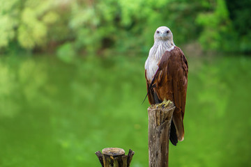Red eagle Thailand sitting on tree branch and green nature.