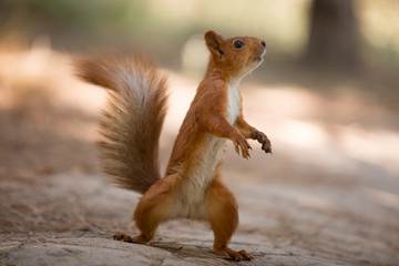 Un écureuil mignon surpris se tient sur les pattes arrière et attend la noix