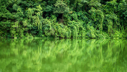 Rainforest or Tropical jungle with river and water background