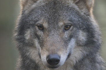 European timber wolf close up portrait