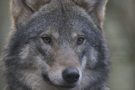 European timber wolf close up portrait