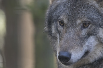 European timber wolf close up portrait