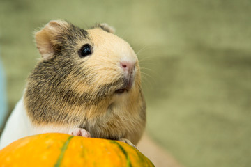 Guinea pig closeup