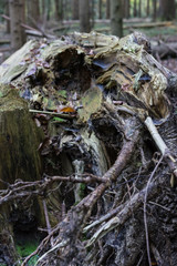 Storm damage: Broken tree in woods, autumn forest