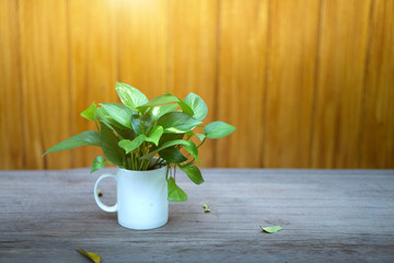 Closeup of green leaf in white vase on wooden table and sunlight