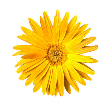 One yellow Chrysanthemum Flower Isolated over White