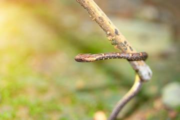 Brown snakes camouflage the tree that hangs from the branches