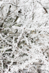 Tree in the snow close-up. Winter and snow. First snow. Beautiful tree. Cold. Frost. White