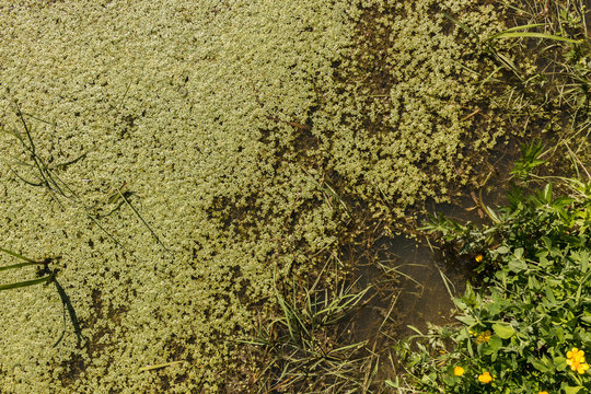 Dense water-starwort vegetation in a ditch