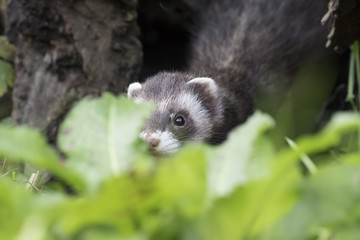 polecat close up portrait near log and grass