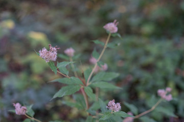 blowball dandelion flower close up in forest autumn