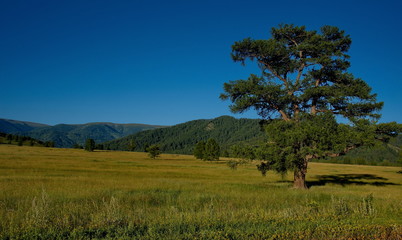Fototapeta na wymiar In the steppes of the Altai mountains