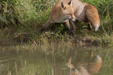 red fox portrait close up and reflection in water