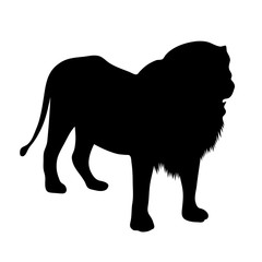 black silhouette of standing lion on white background of vector illustration