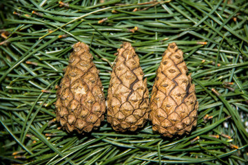 Cones in the forest 