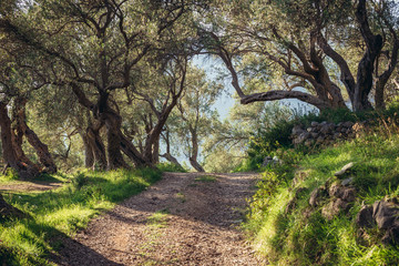 Fototapeta na wymiar Road in large plantation of olive trees near Bar city in Montenegro