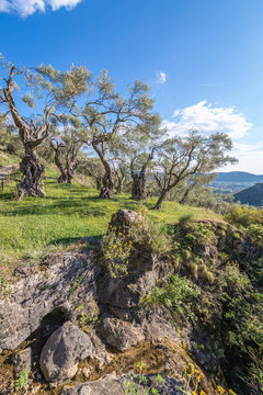 Olive trees grove near Bar city in Montenegro