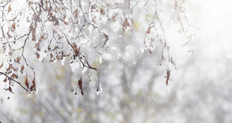Snow-covered winter park and benches. Park and pier for feeding 