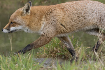 red fox portrait close up and reflection in water