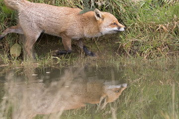 red fox portrait close up and reflection in water