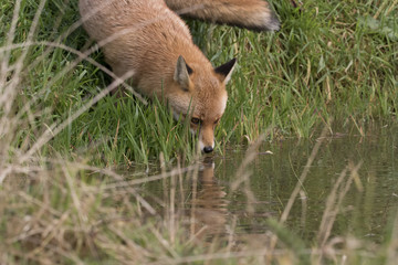red fox portrait close up and reflection in water