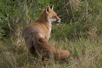 red fox portrait close up and reflection in water