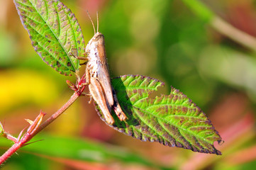 grasshopper green color in Thailand