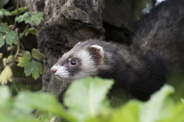 polecat close up portrait near log and grass