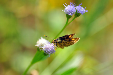 Colorful butterfly feeding in Thailand