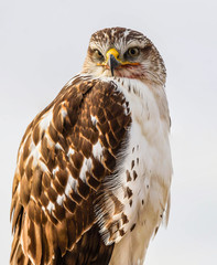 Ferruginous Hawk