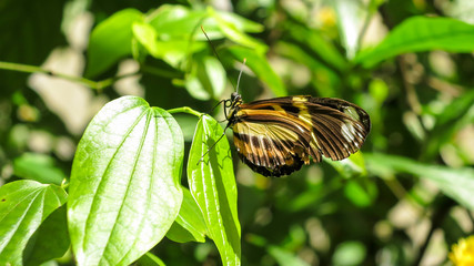 Borboleta Monarca