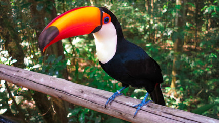 Fototapeta premium Tucano no parque das aves no Brasil