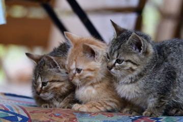 portrait of  small  kitten snuggling together 