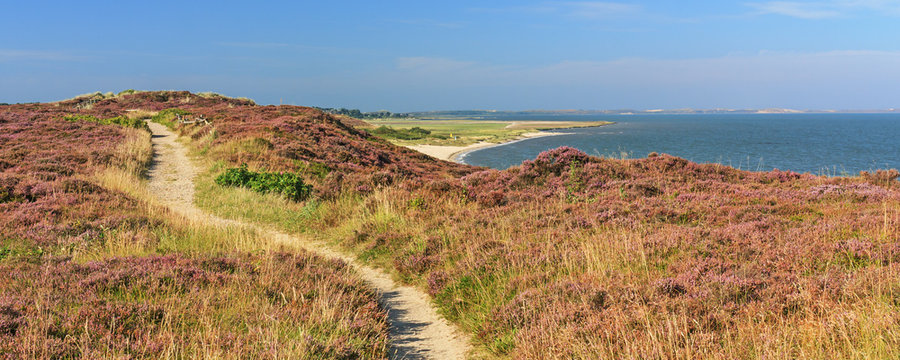 Weg durch Braderuper Heide auf Sylt zur Zeit der Heidebl&uuml;te